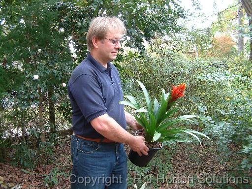 Bromeliad MarkeGrubski_2 